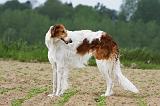 BARZOI 012